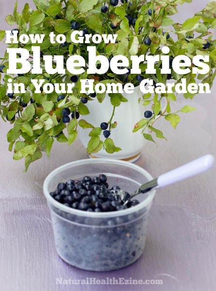 How To Grow Blueberries In Your Home Garden